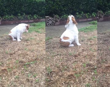 Una bulldog siente la lluvia por primera vez 