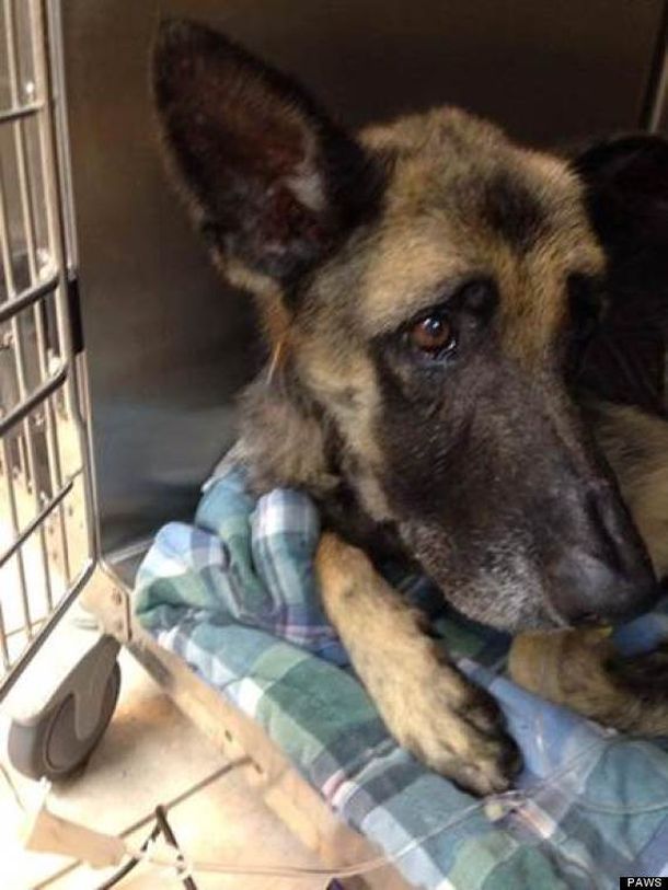 Rescataron a un perro que estuvo encadenado durante cuatro años