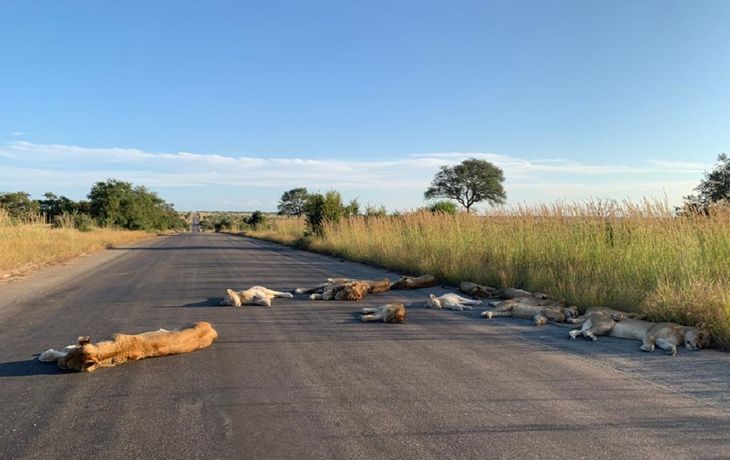 Las impresionantes imágenes de leones descansando en una ruta de Sudáfrica