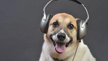 Según un estudio, a los perros les gusta el rock y el reggae Según un estudio, a los perros les gusta el rock y el reggae