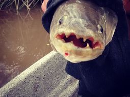 Una tararira mordió a un hombre en Córdoba Una tararira mordió a un hombre en Córdoba