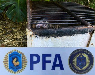 Rescata a monos