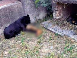 el cementerio del horror: los perros se comen cadaveres el cementerio del horror: los perros se comen cadaveres