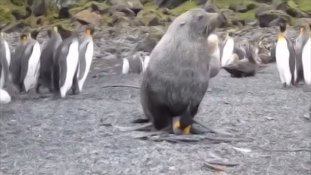 Predadores: confirman que lobos marinos tienen sexo con pingüinos