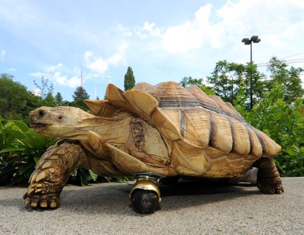Tortuga con rueda