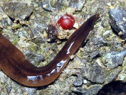 Un gusano argentino se convirtió en una especie invasora en Francia