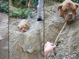 Rescatan a un perro que había sido enterrado hasta el cuello en un parque