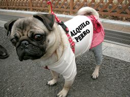 PERRO-EFE