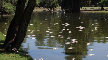 aparecieron peces muertos en los lagos de palermo aparecieron peces muertos en los lagos de palermo