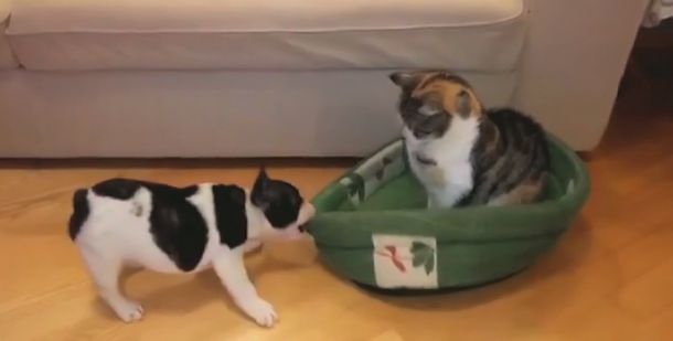 Un bulldog francés lucha contra una gata invasora por recuperar su cucha