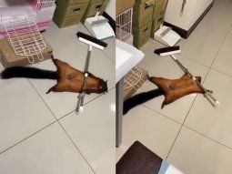 Una ardilla finge su propia muerte y causa furor en las redes sociales