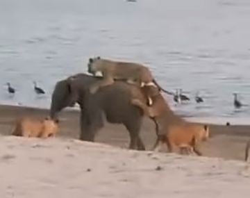 Un elefante luchó contra 14 leonas y ganó