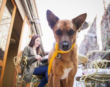 Todo lo que tenés que saber sobre el nuevo portal para tu mascota