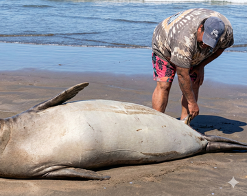 Escándalo en La Lucila del Mar