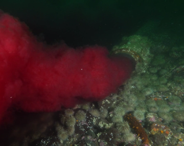 Un buceador descubre una tubería en el océano que expulsa sangre