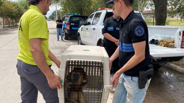 La Policía Federal rescató a varios animales que estaban en cautiverio