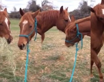 Un caballo le llevó pasto a su novia y se ganó un beso
