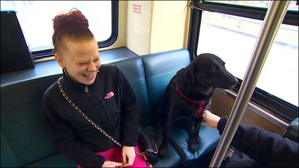 Una perra labradora viaja sola en colectivo para llegar desde su casa a la plaza