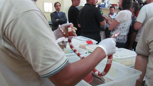 Recuperan animales mediante operativo