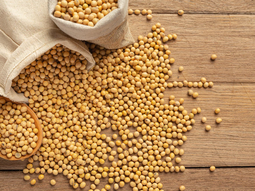 La soja alcanzó su valor máximo en un mes y mejoran las expectativas del agro uruguayo. La soja alcanzó su valor máximo en un mes y mejoran las expectativas del agro uruguayo.