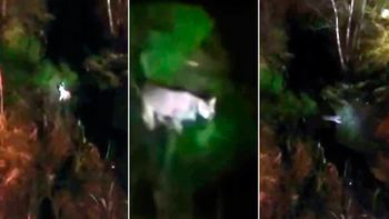 rescataron a un puma en pilar y estiman que lo tenian como mascota rescataron a un puma en pilar y estiman que lo tenian como mascota