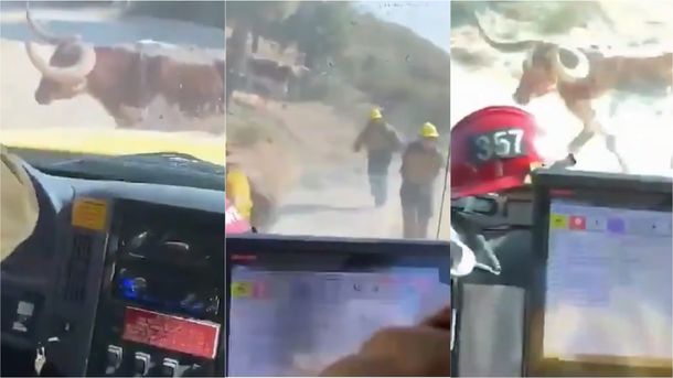 Video viral: un grupo de bomberos fue atacado por un toro