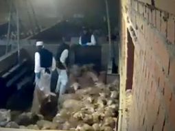 España: denuncian maltrato a animales en un matadero