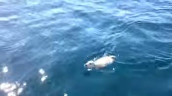 la tripulacion de un velero rescato a un cachorro que nadaba a la deriva la tripulacion de un velero rescato a un cachorro que nadaba a la deriva