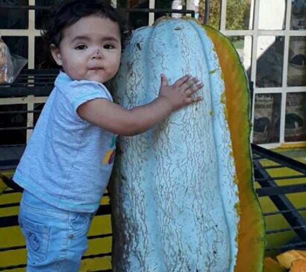 Cosechó un zapallo de más de 48 kilos: tenía la altura de mi nieta