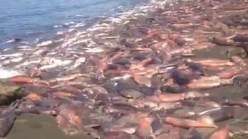 impactante: invasion de jibias muertas en plena playa impactante: invasion de jibias muertas en plena playa