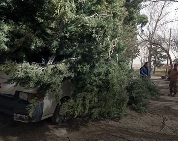 Los fuertes viento provocaron la caída de árboles
