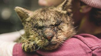 Donaciones salvaron a un gato moribundo Donaciones salvaron a un gato moribundo