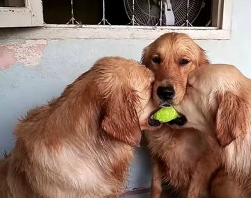 Un golden retriever actúa como referí entre sus compañeros perros