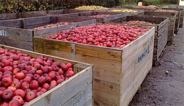 Brasil autorizó licencias para el ingreso de manzanas argentinas