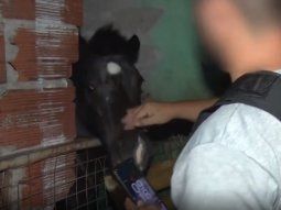 Sorpresa en Villa Lugano: en operativo antidrogas hallaron un caballo dentro de una vivienda