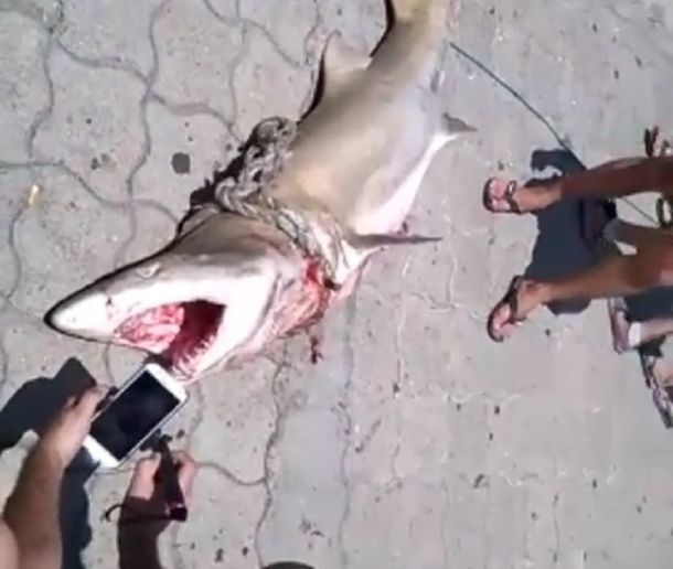 Un tiburón en Mar del Plata
