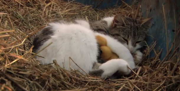VIDEO: Una gata adopta a un grupo de pollitos