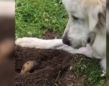 &iquest;El viral m&aacute;s tierno de la pandemia? Dos animales y una charla especial