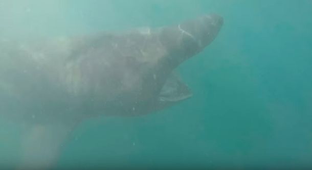 La valiente reacción de un hombre al chocar con un tiburón