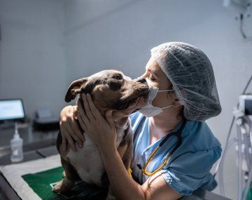 Por qué hoy es el Día del Veterinario en Argentina