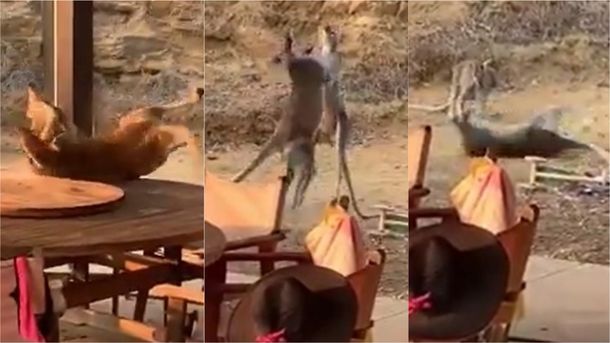 VIDEO: Espectacular pelea entre canguros en el patio de una casa