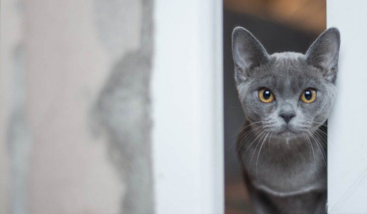 Este tip te ayudará a que tu gato no se afile más en tus muebles u objetos de valor.