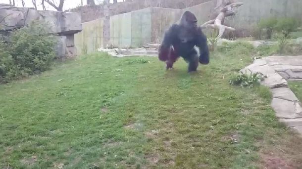 Un gorila aterroriza a visitantes de un zoo al romper el vidrio de su hábitat