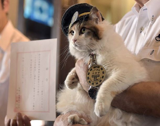 Ya tiene reemplazo la gata que era jefa de una estación de trenes en Japón