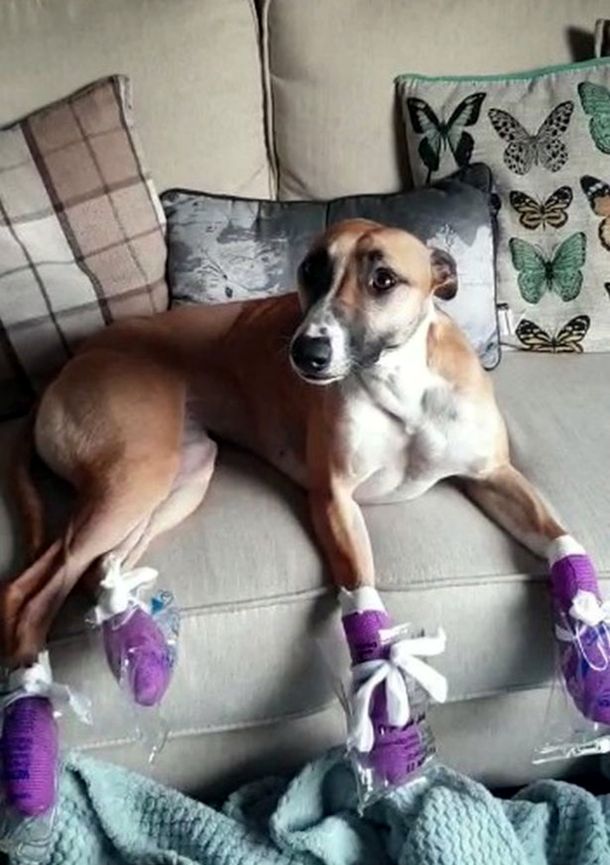 Una perra se escapó de su casa por miedo a los fuegos artificiales y se le quemaron las patas de tanto correr