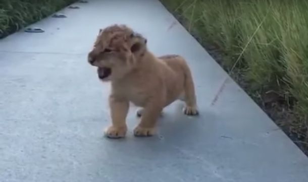 Las redes sociales explotaron con el rugido de un cachorro de león: mirá el video