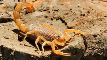 Ya encontraron nueve alacranes en la Ciudad Ya encontraron nueve alacranes en la Ciudad