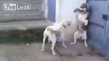 La mamá de los cachorros no dudó en atacar al perro que les ladró La mamá de los cachorros no dudó en atacar al perro que les ladró