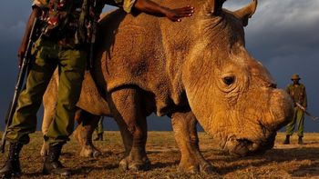 Sudan vive muy solitario Sudan vive muy solitario