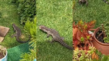 un lagarto overo eligio una casa de la plata como su hogar: viene una vez por semana a comer un lagarto overo eligio una casa de la plata como su hogar: viene una vez por semana a comer